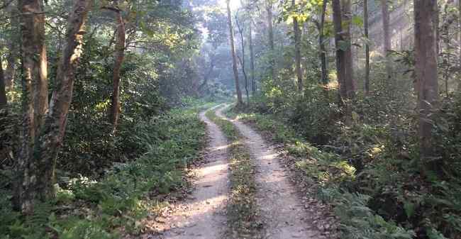 Chilapata Forest best places to visit in siliguri
