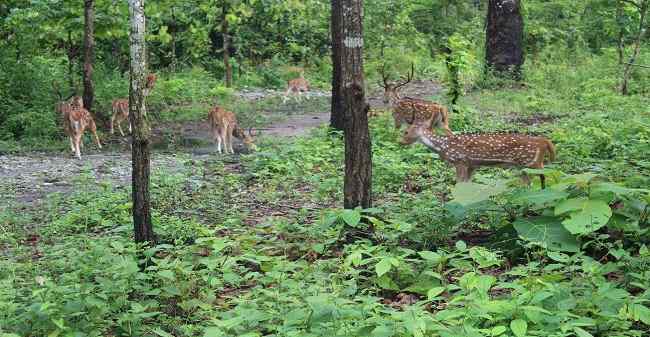 Mahananda Wildlife Sanctuary