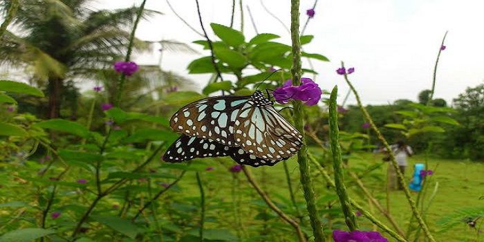 Butterfly Park, Ovalekar Wadi